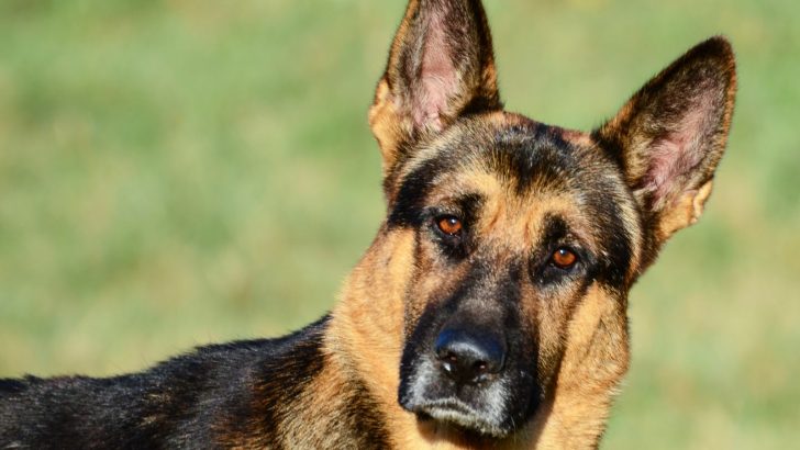 5 Rationales For Why Do German Shepherds Tilt Their Heads
