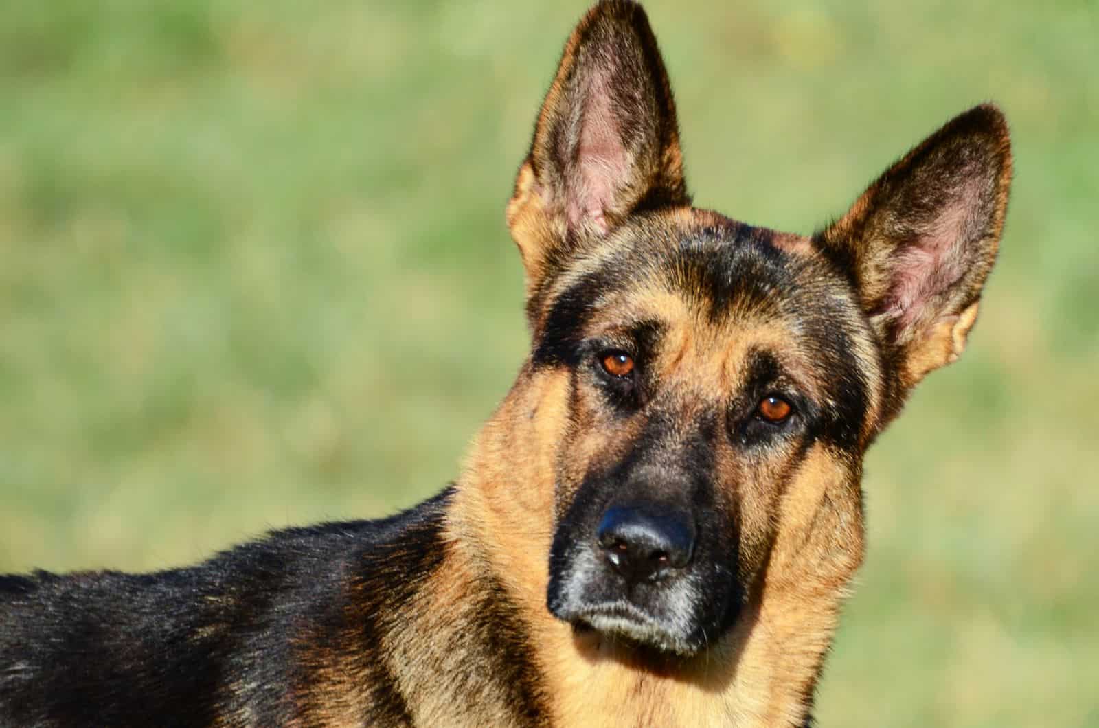 German Shepherds sitting on grass