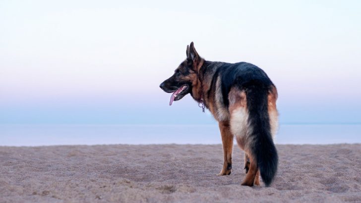 5 Wag-nificent German Shepherd Tail Types