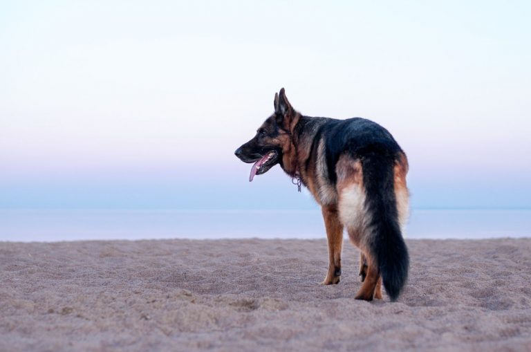 photo of a german shepherd at the beach