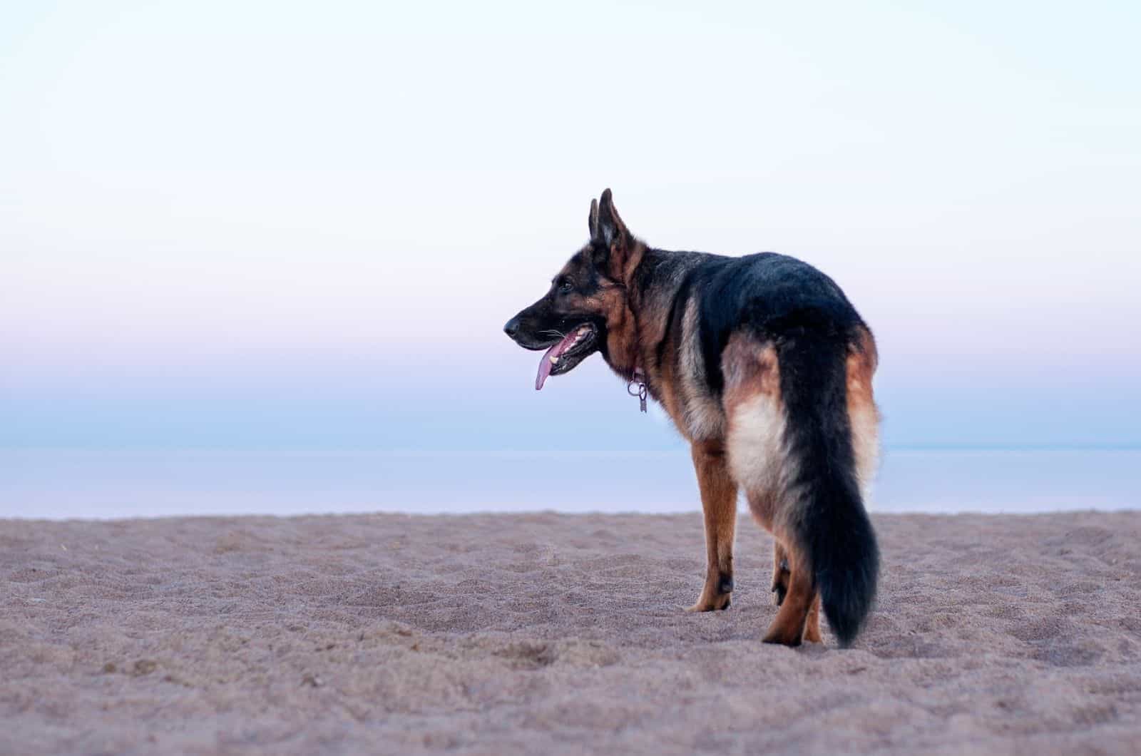 german shepherd dog wags its tail