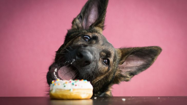 55 German Shepherd Memes To Brighten Your Day