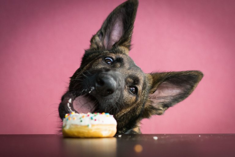 funny german shepherd puppy wants to eat a donut