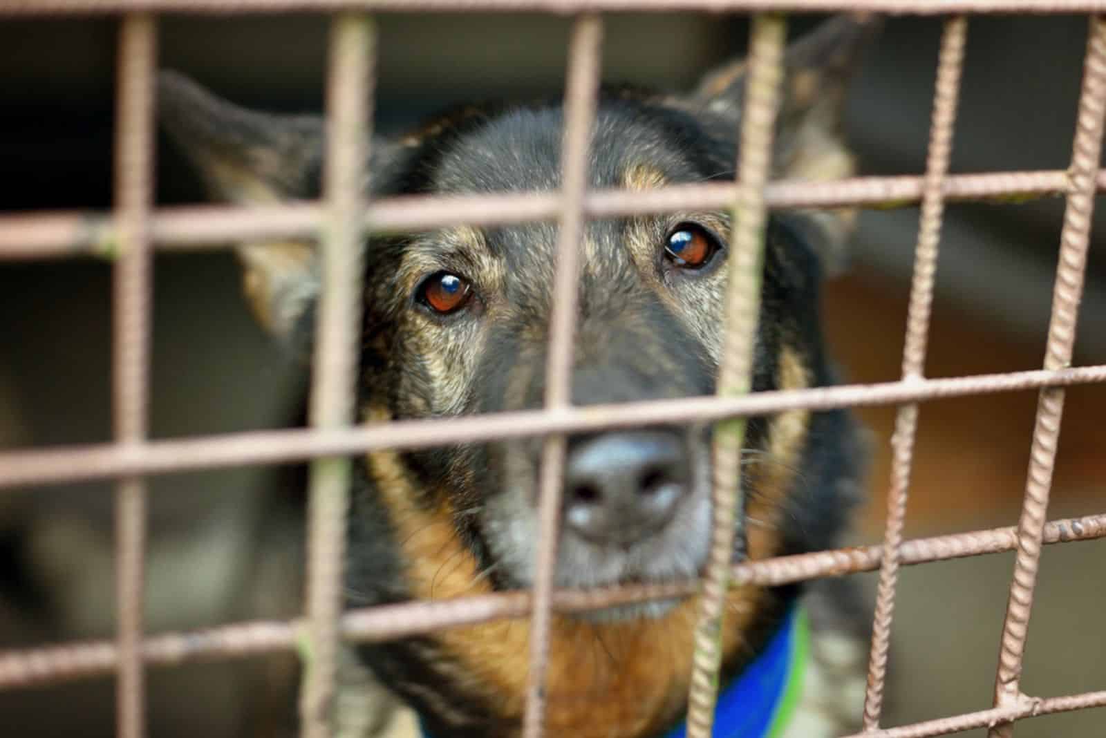 Sad German shepherd in kennel