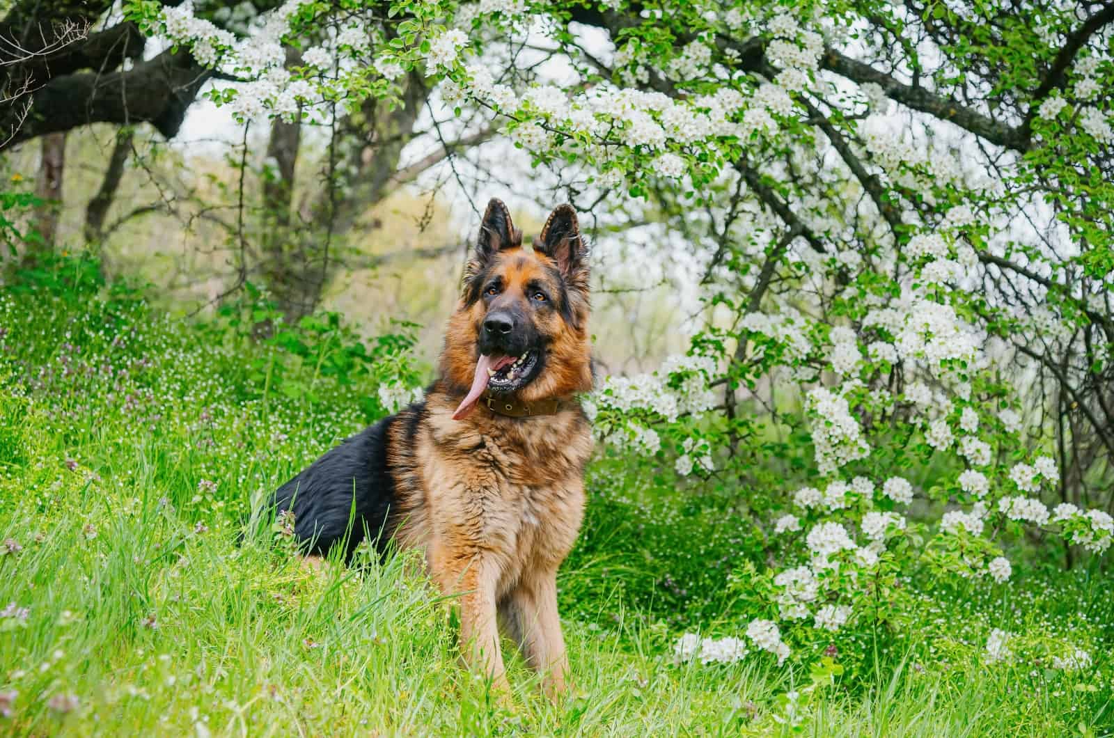 fat German Shepherd sitting on grass