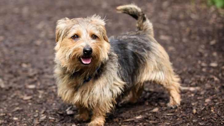 7 Norfolk Terrier Mixes – Good, Better, The Norfolk Mix
