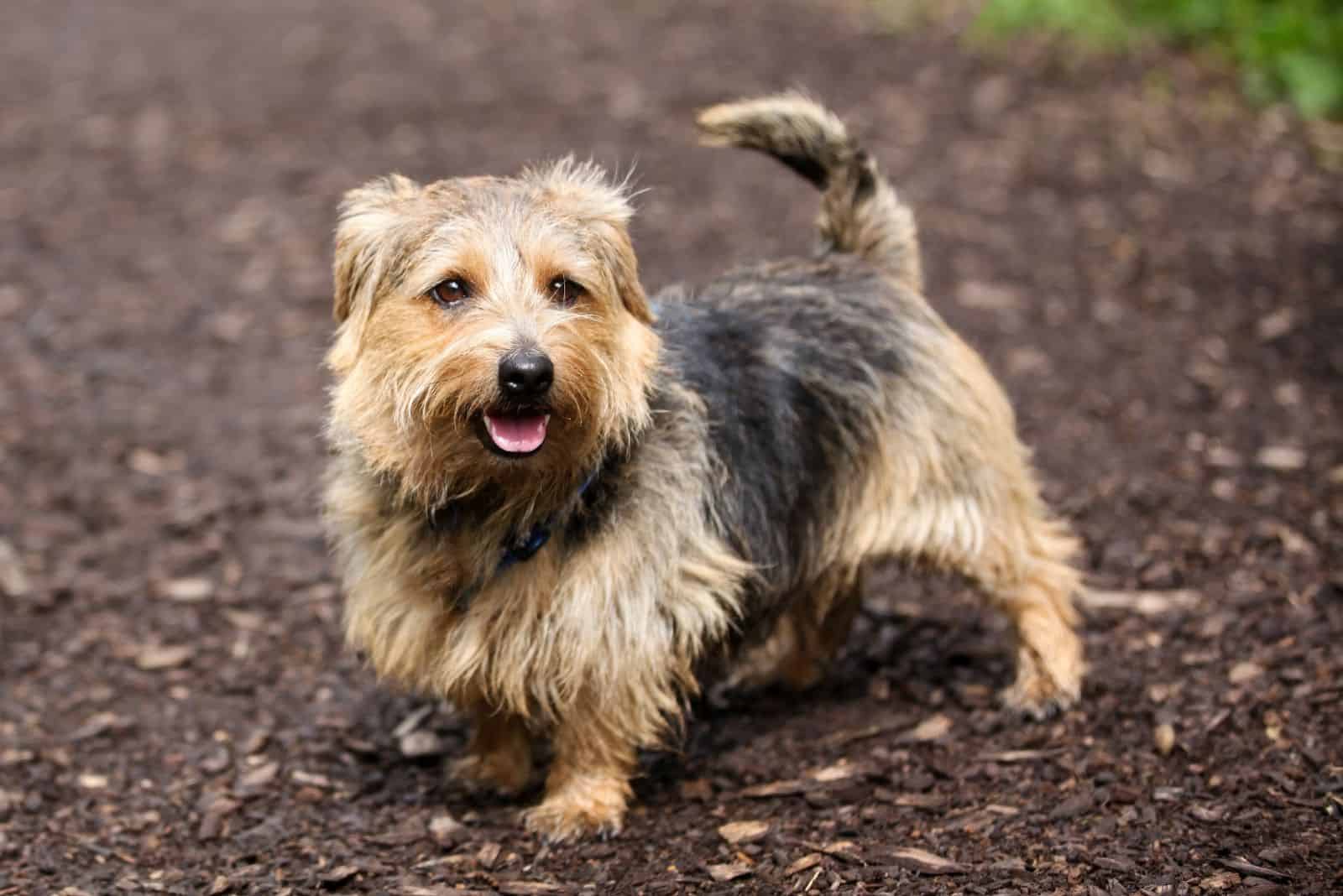 A Norfolk Terrier walks in the woods