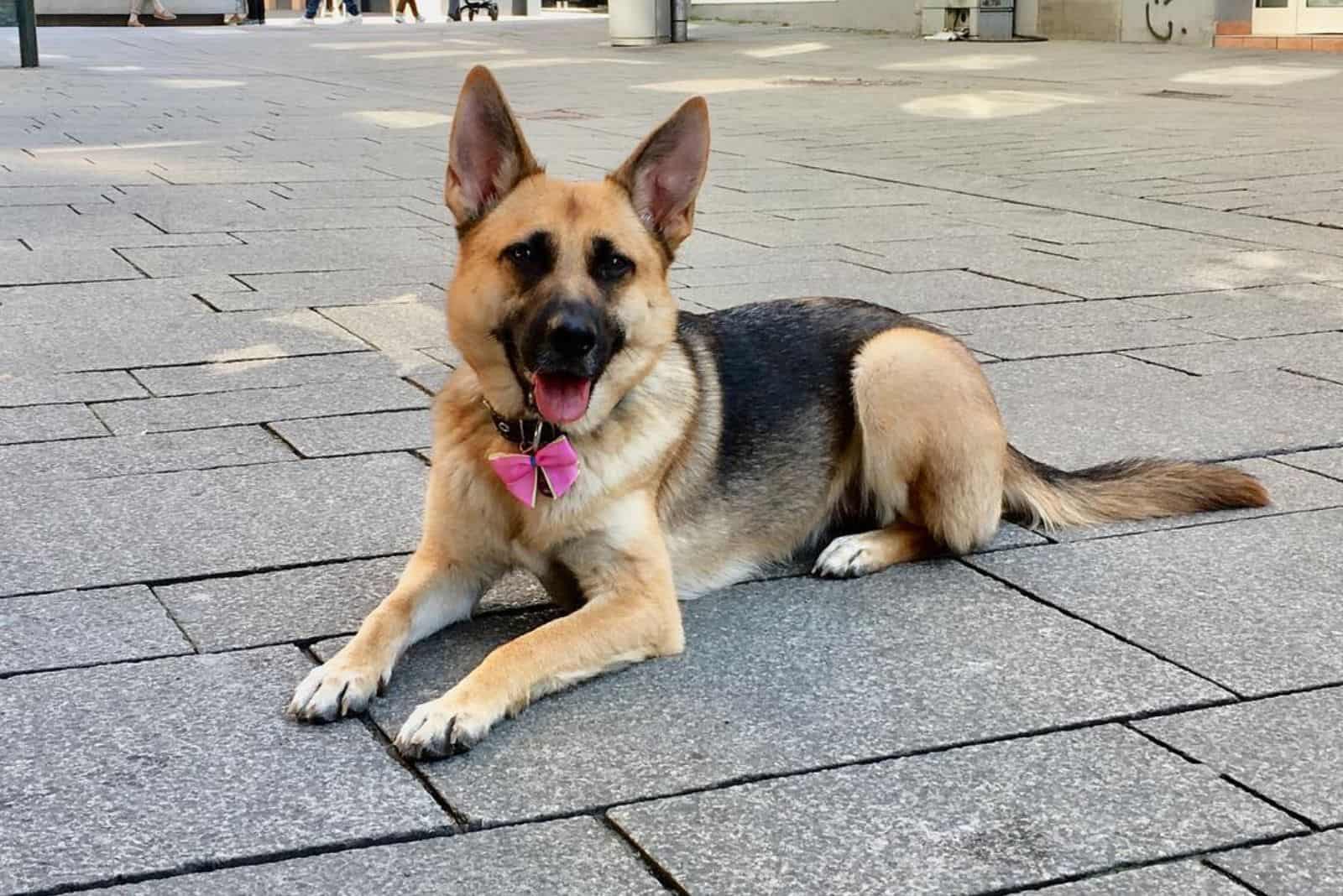 a miniature German shepherd lying on the pavement