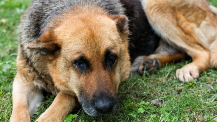 8 Answers To Why Is My German Shepherd Scared Of Everything