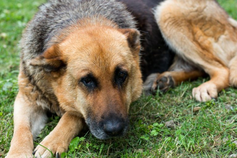 a frightened German shepherd