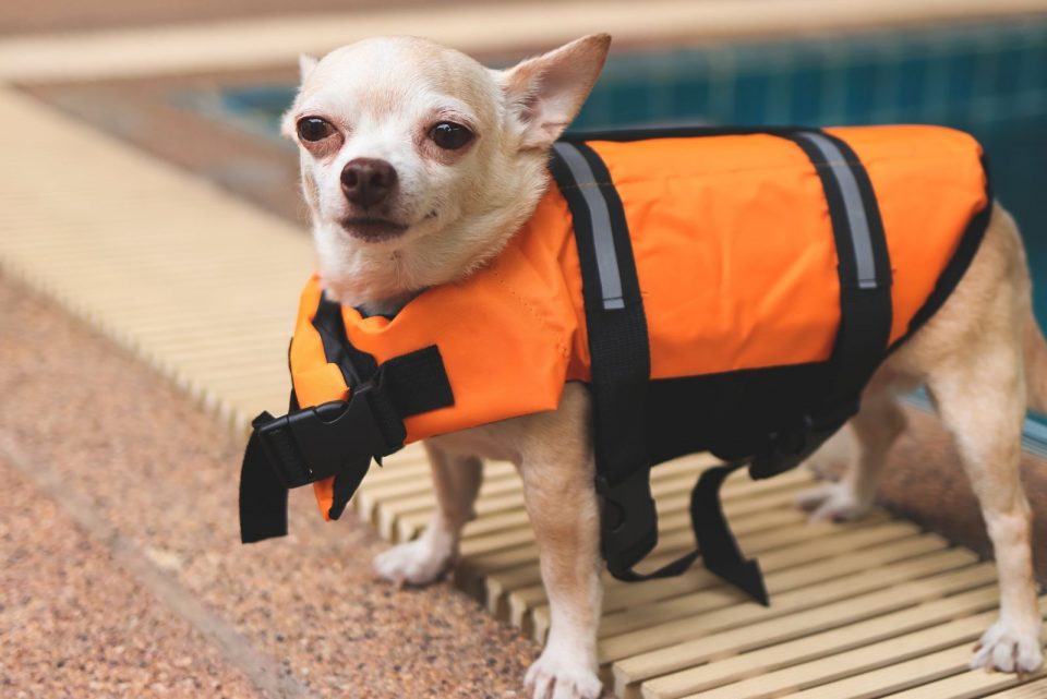 8 Best And Safest Life Jackets For Chihuahua Dogs Small Safety