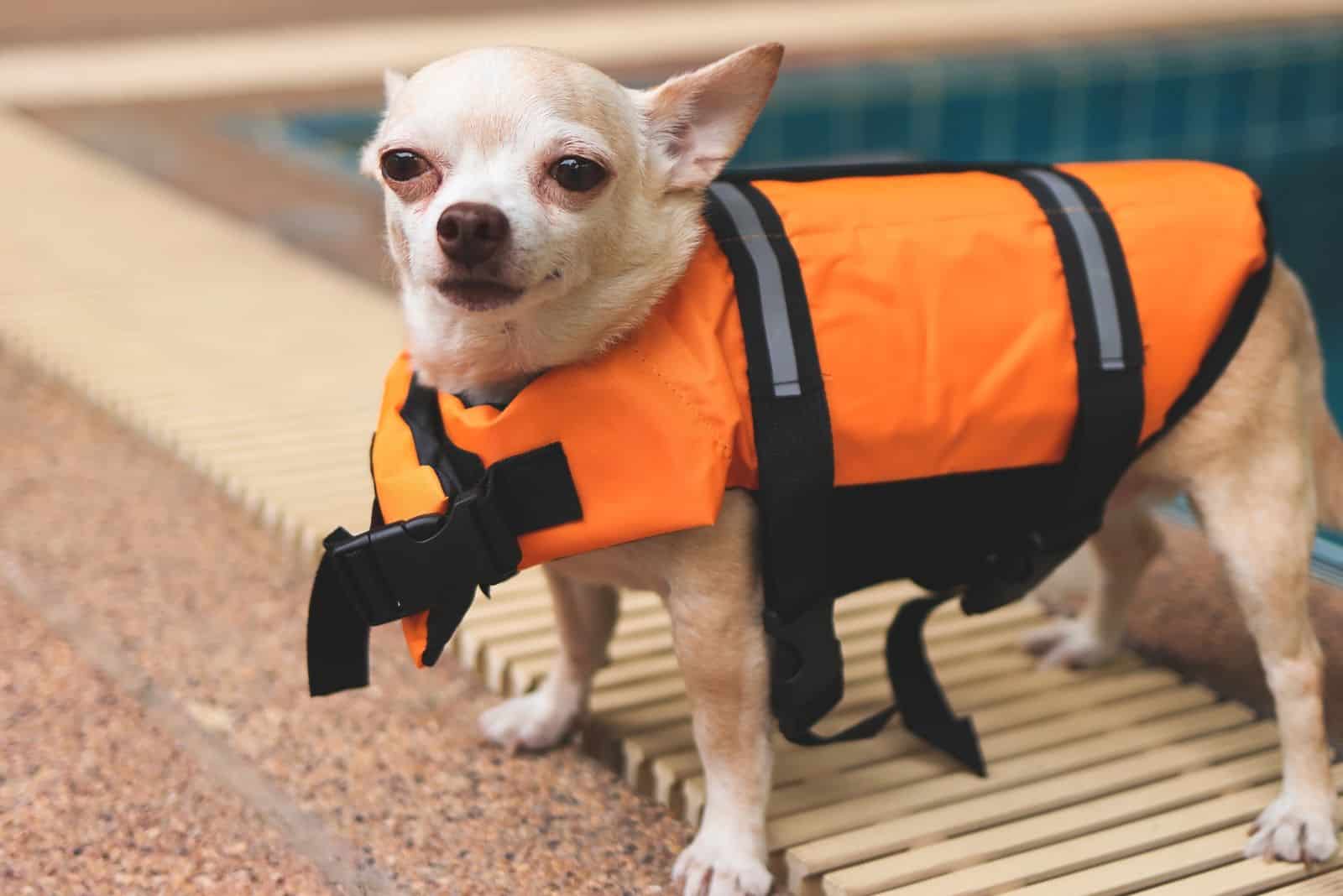 8 Best And Safest Life Jackets For Chihuahua Dogs: Small Safety