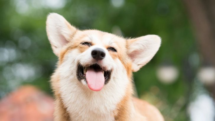 8 Weird Corgi Behaviors: Corgi Or Quirky