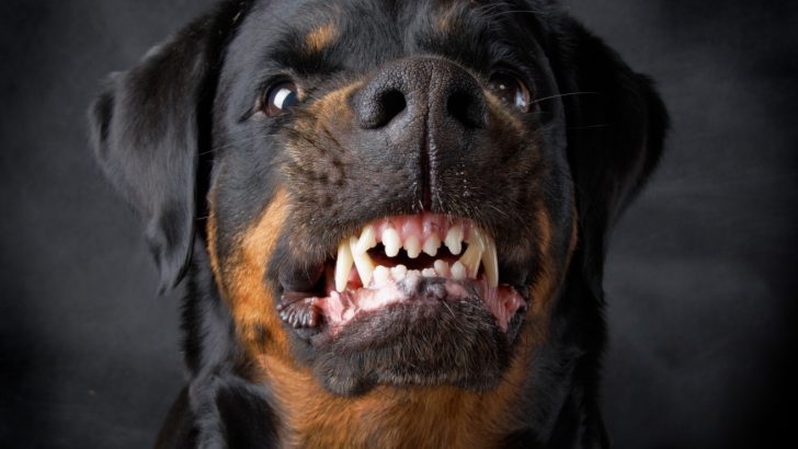 9 Rationales For Why Does My Rottweiler Growl At Me