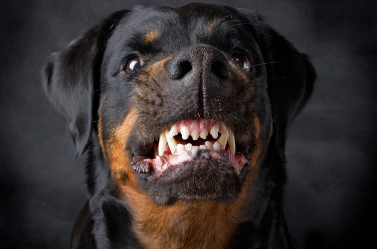 Rottweiler Growling at camera