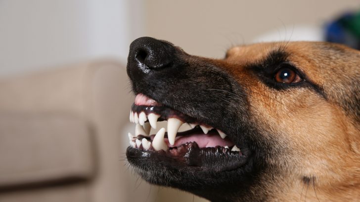 9 Reasons: Why Do German Shepherds Growl