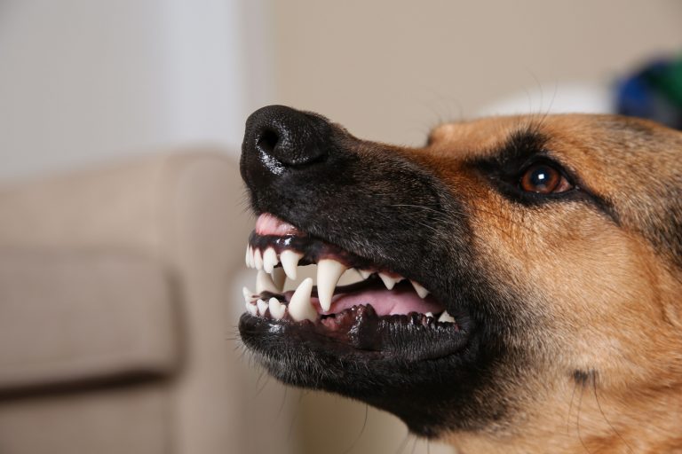 german shepherd showing its teeth and growling