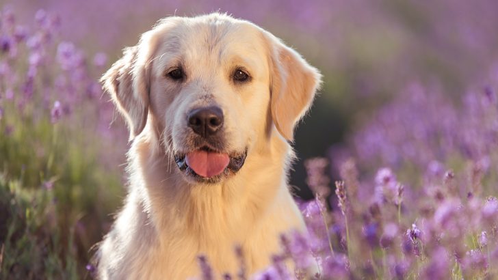 9 Types Of Golden Retrievers: Get To Know All Of Them