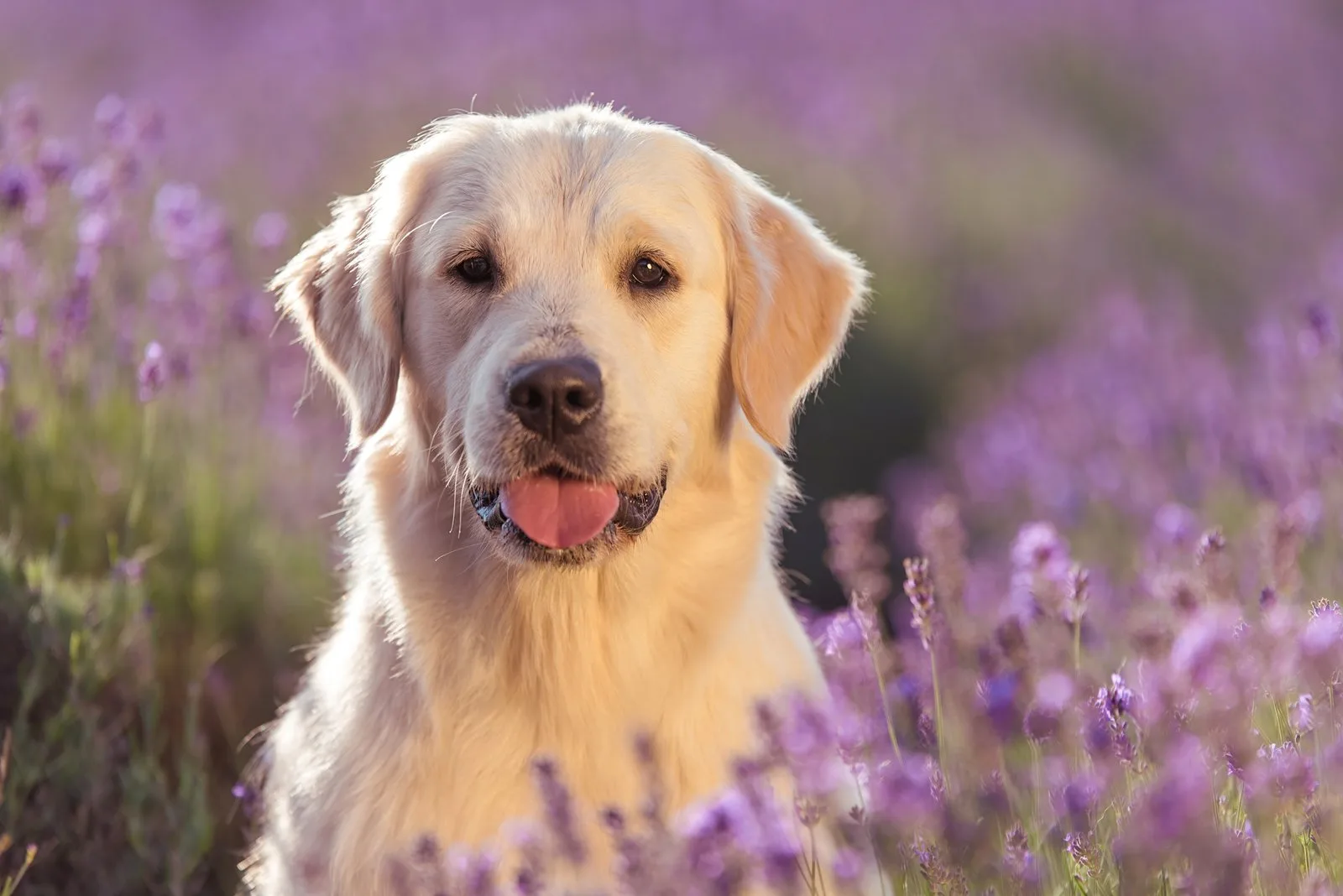 cream golden retriever in a field of lavender