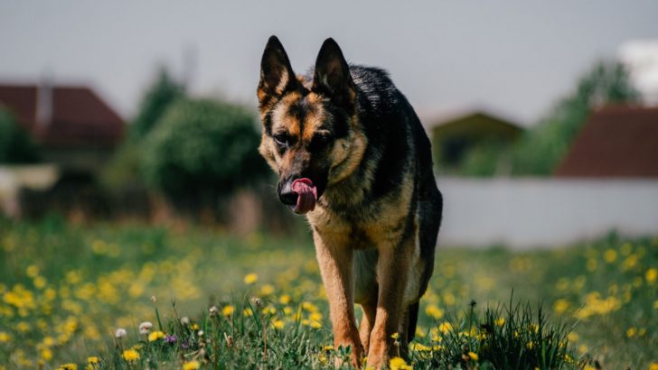 9 Weird German Shepherd Behaviors That Will Make You Wonder