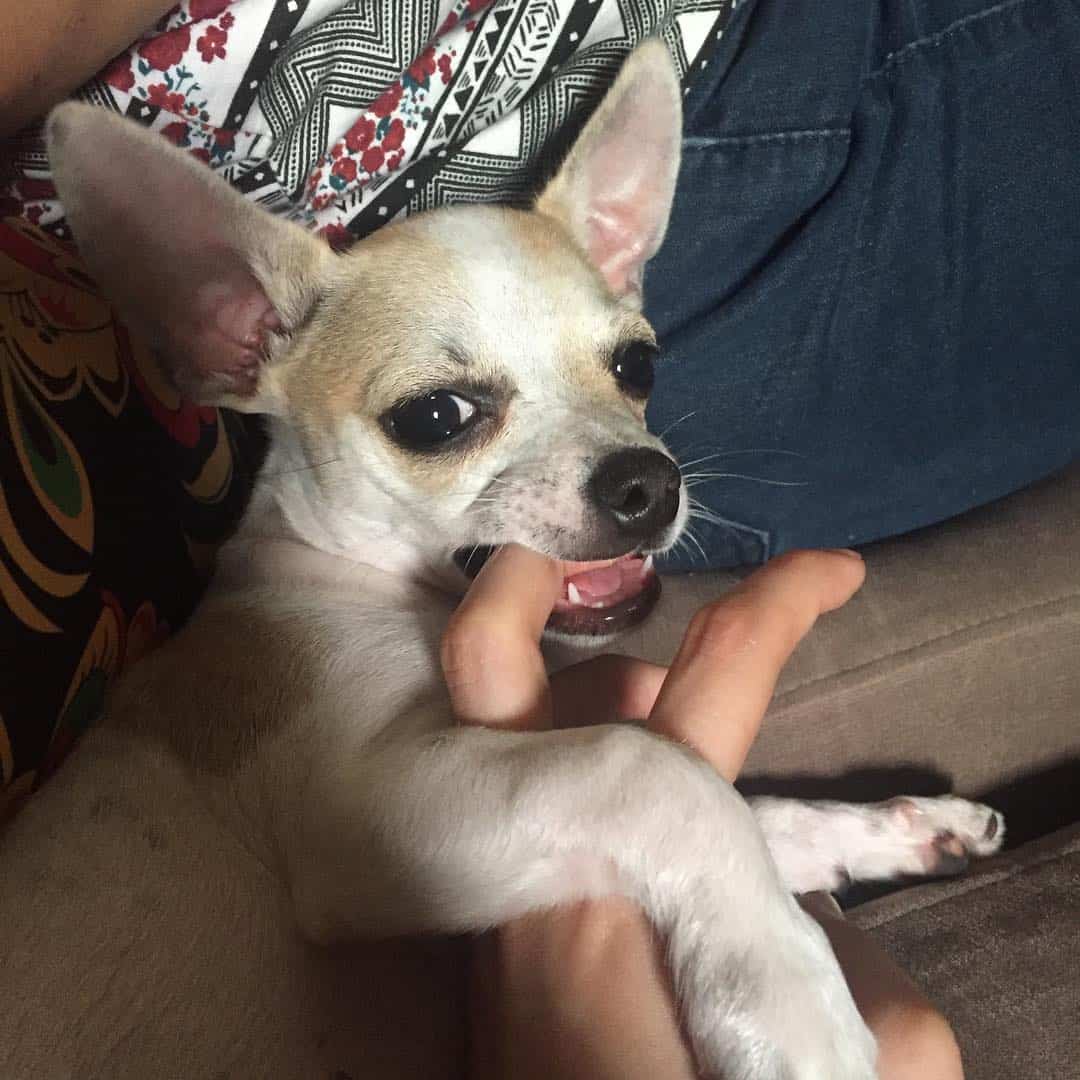 A Chihuahua bites a woman's finger