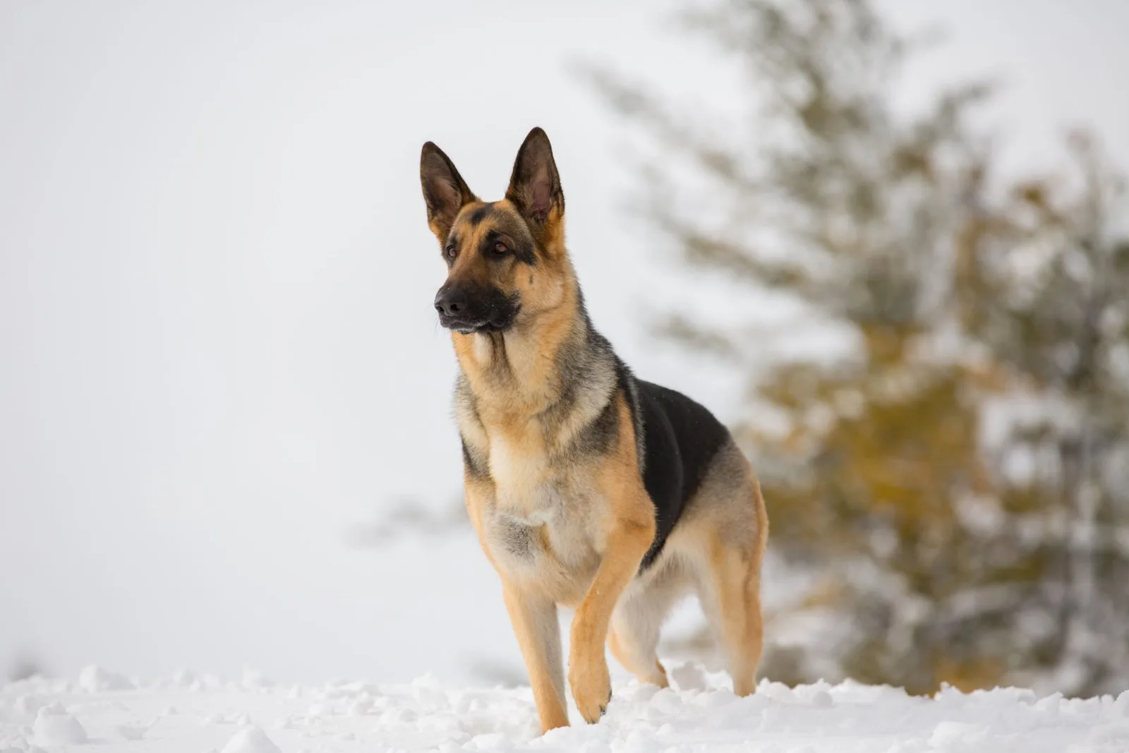 A German Shepherd standing in the snow