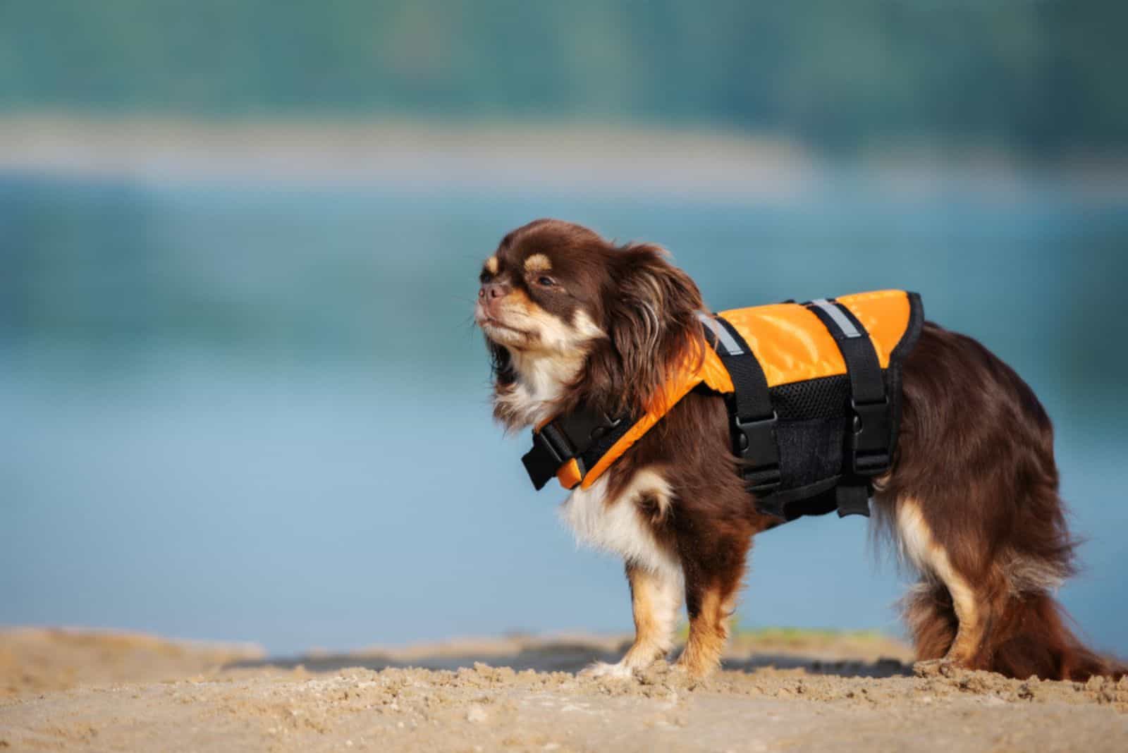 A chihuahua with a life jacket is standing on the beach