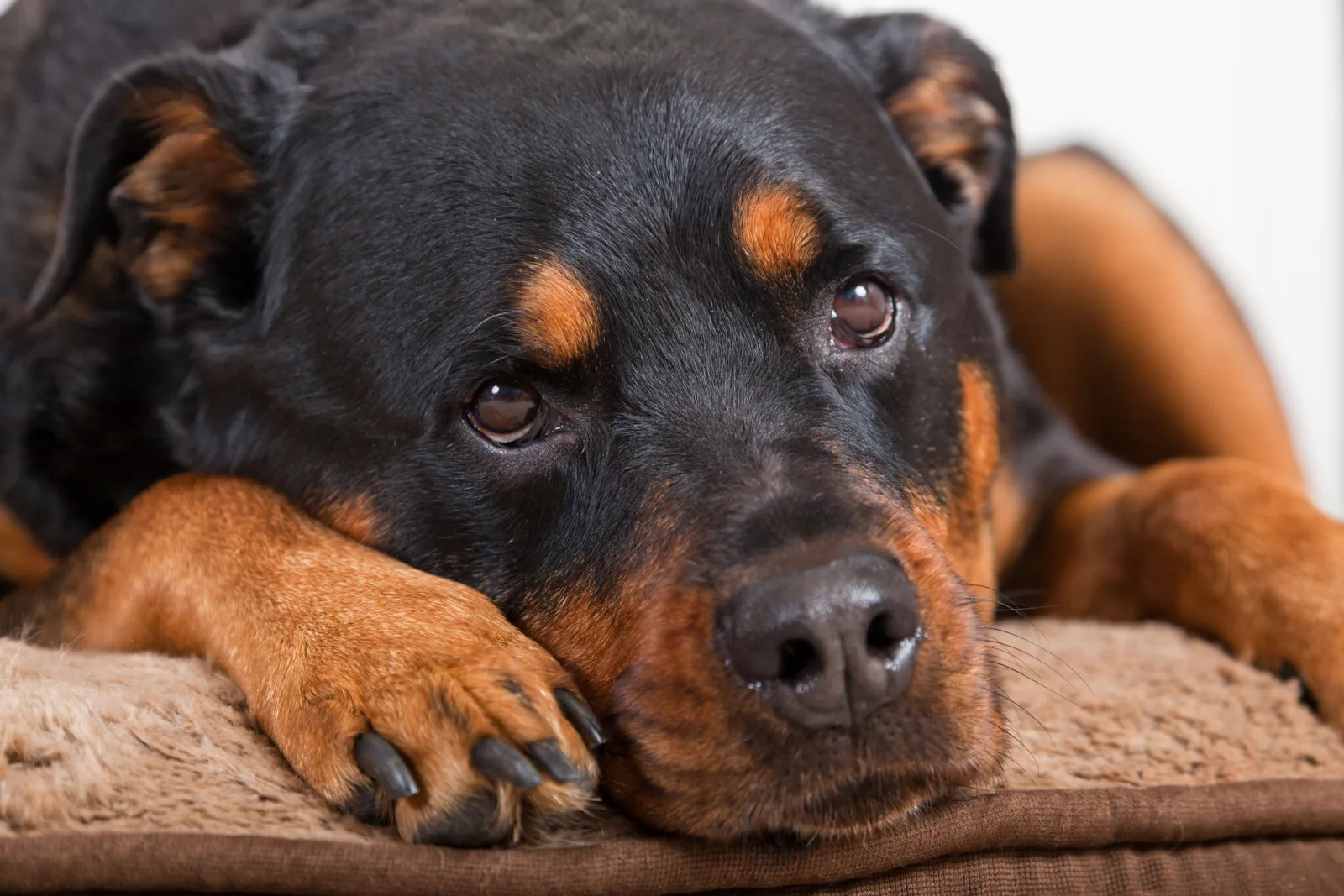 A close up of a female Rottweiler with a soft or almost sad look laying on her bed.