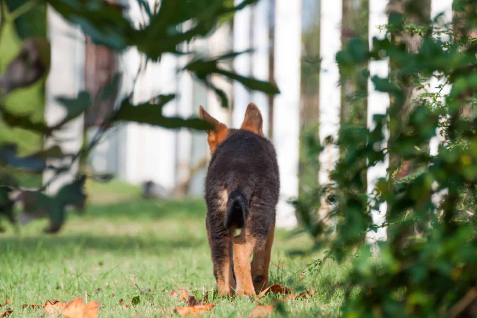 A cute german shepherd puppy dog discovering the backyard