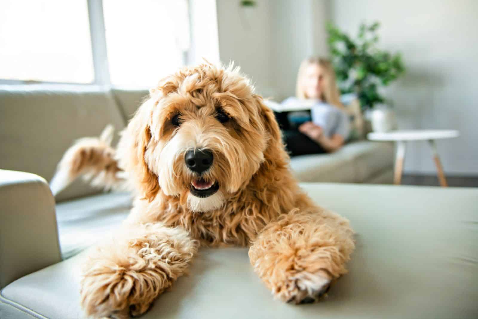 A goldendoodle is lying on the couch with its tongue out