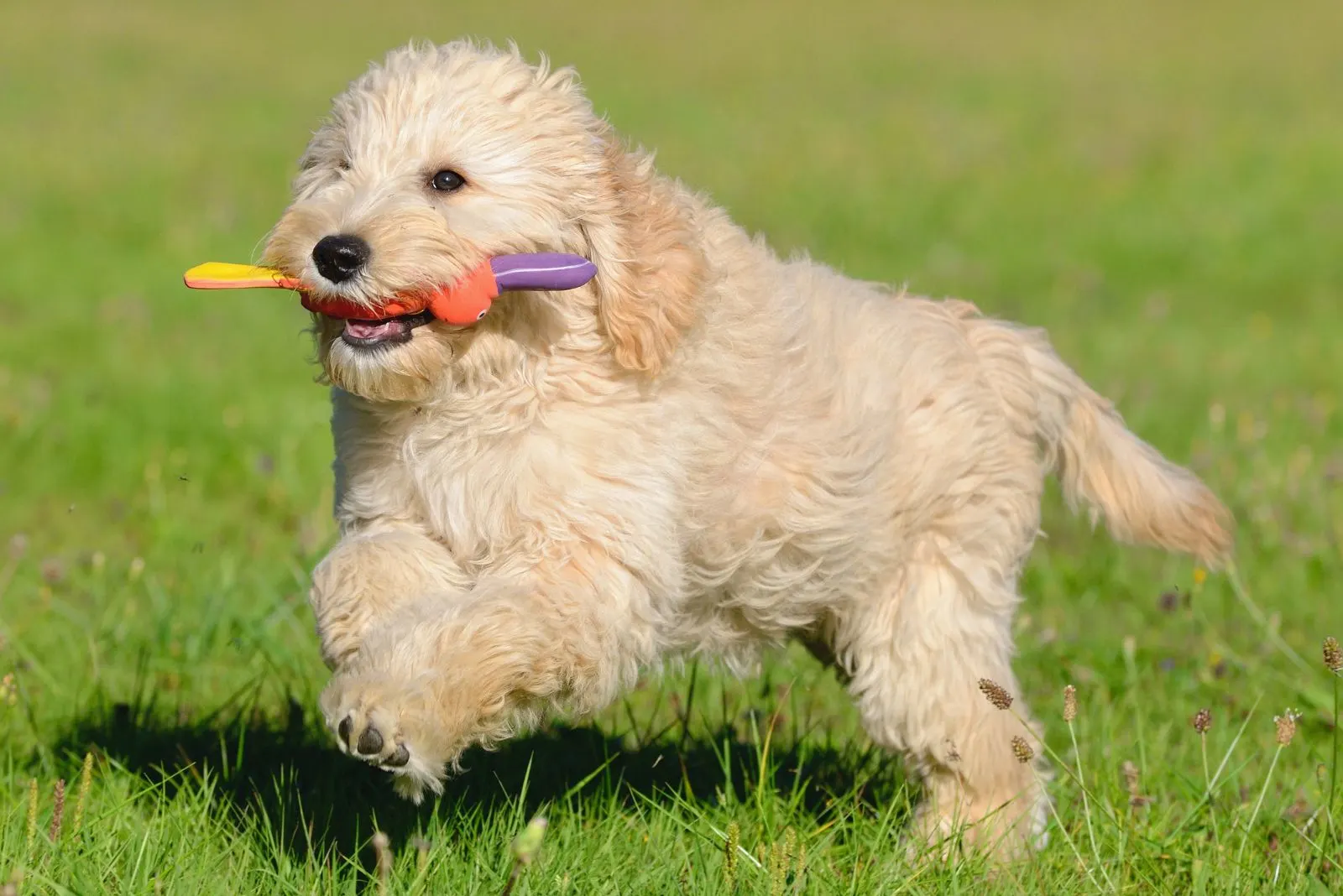 A goldendoodle runs across the field with a toy in its mouth