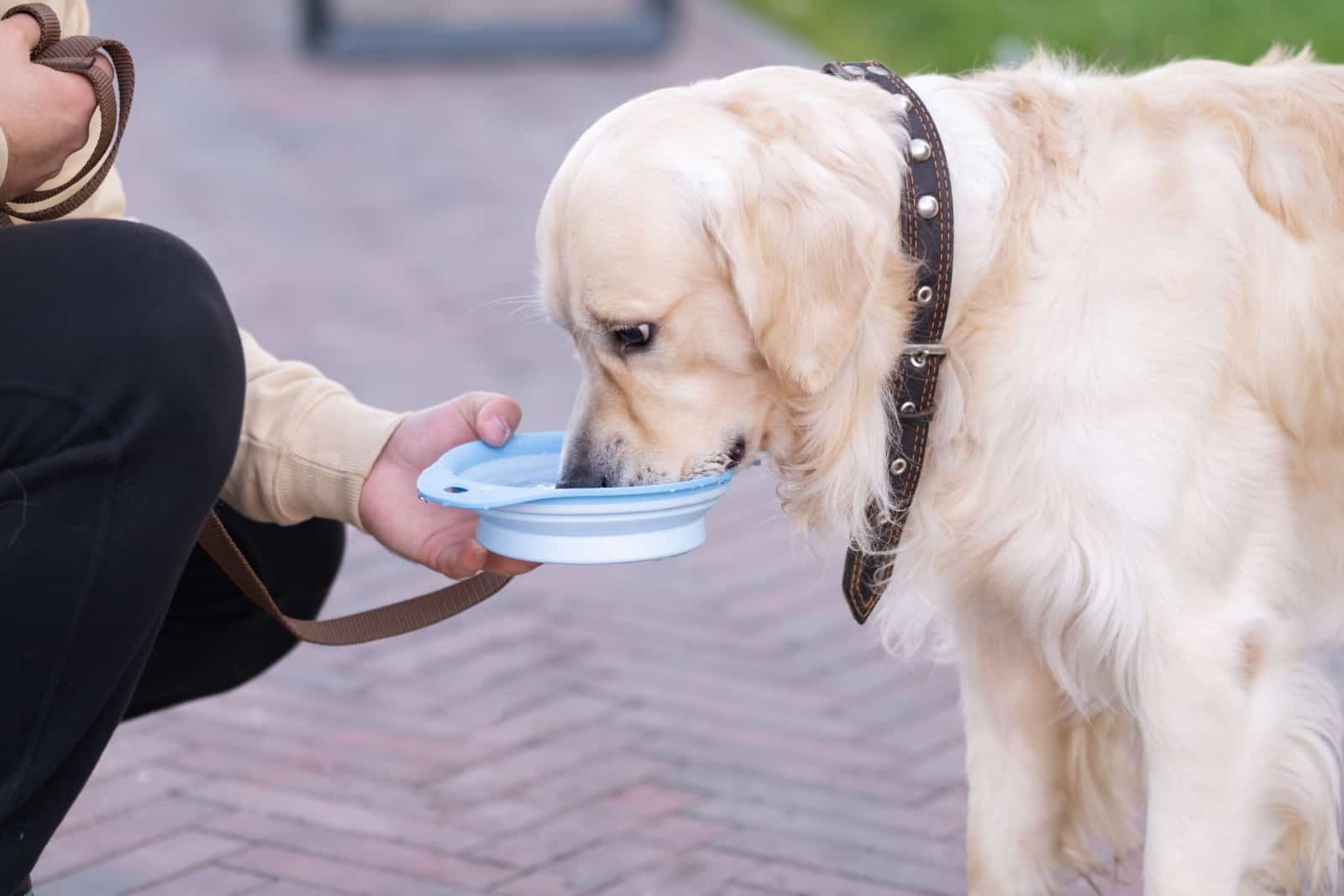 A man gives a dog a bowl of water in the park.