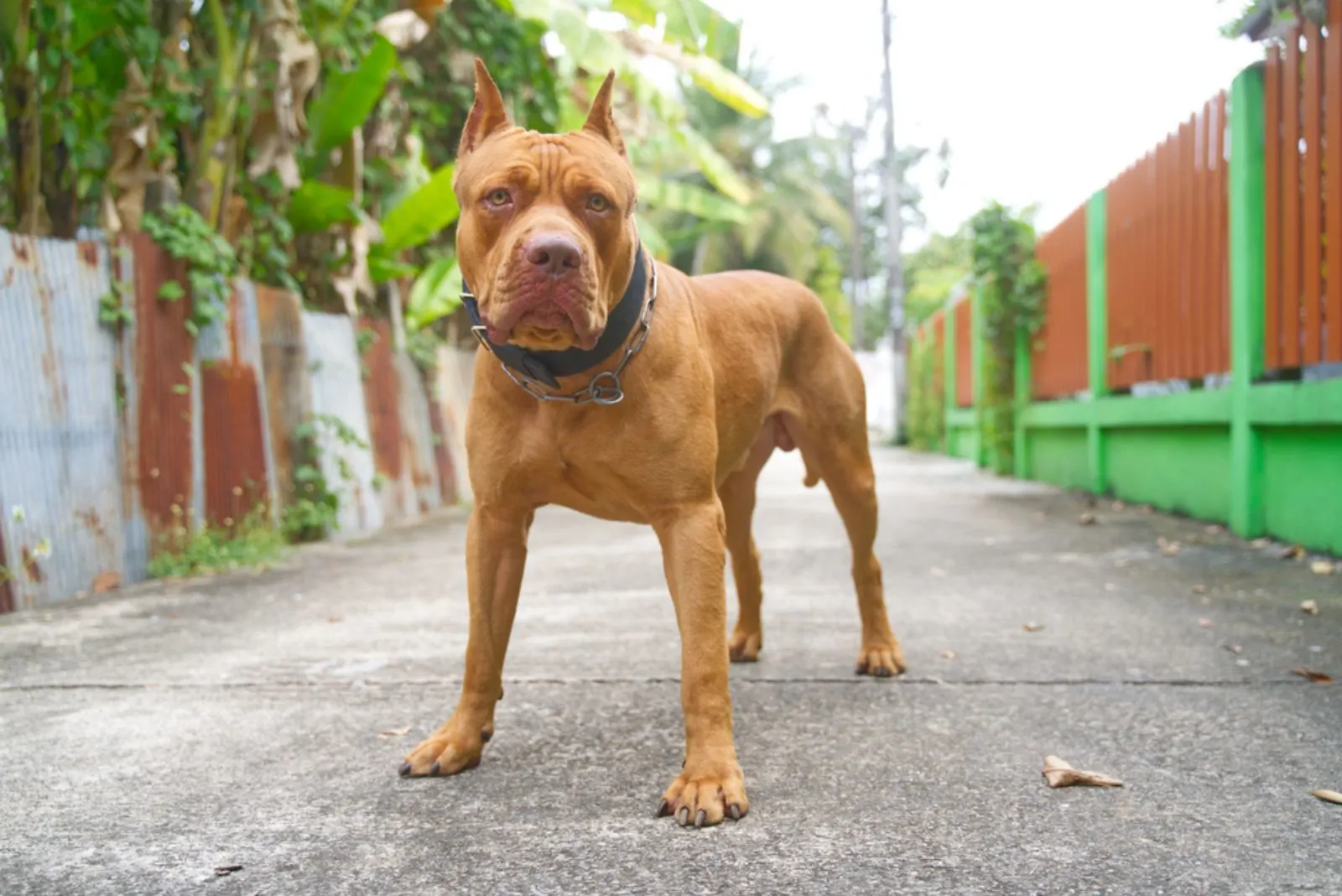 A pitbull is standing on the pavement