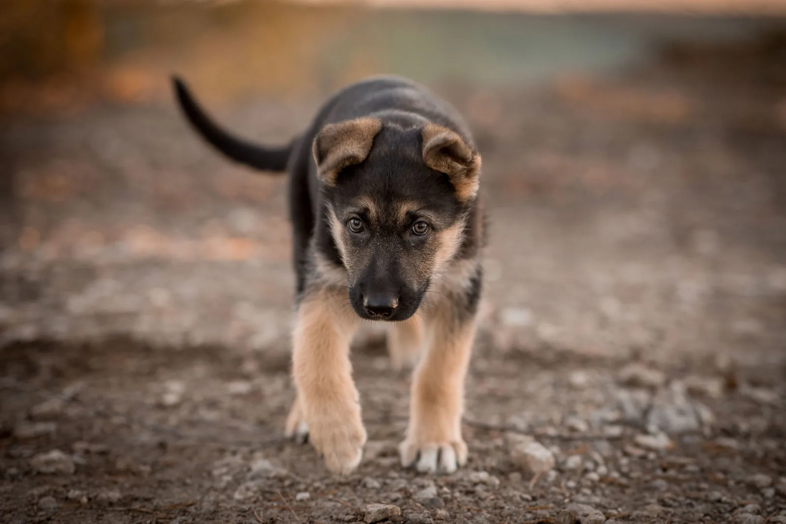 A puppy of a German shepherd walks in the forest