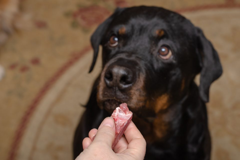 Why Is My Rottweiler Not Eating? 11 Reasons For This Behavior