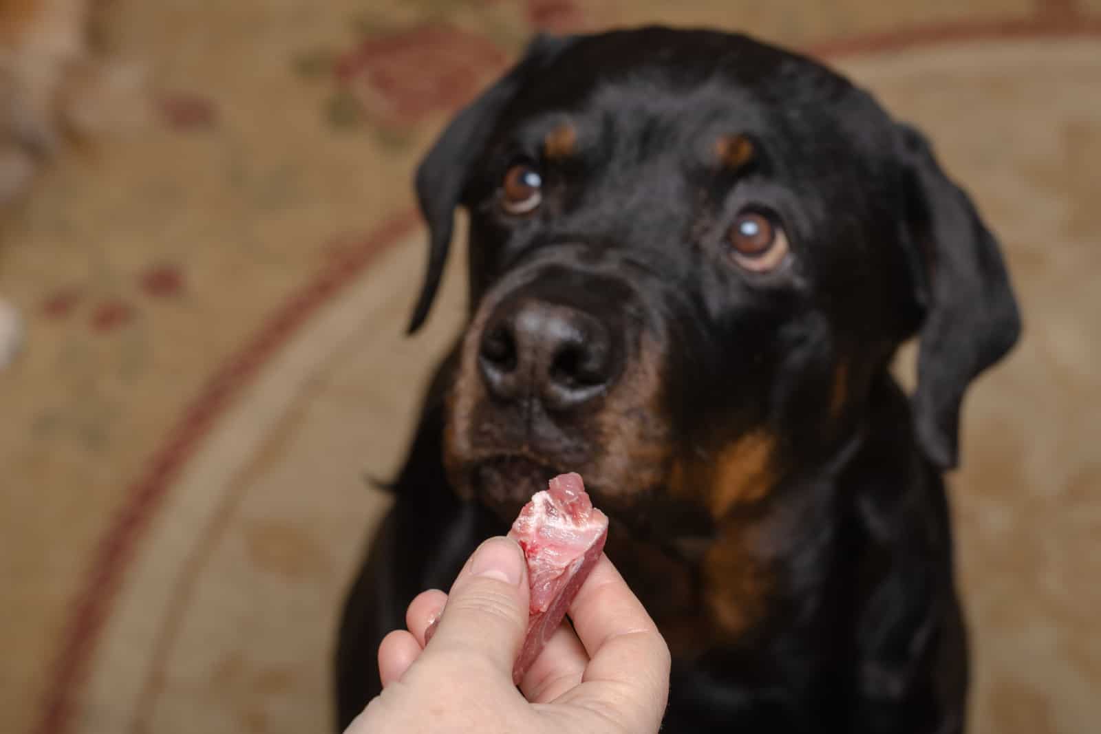 A woman's hand holds a piece of raw meat in front of Rottweiler head