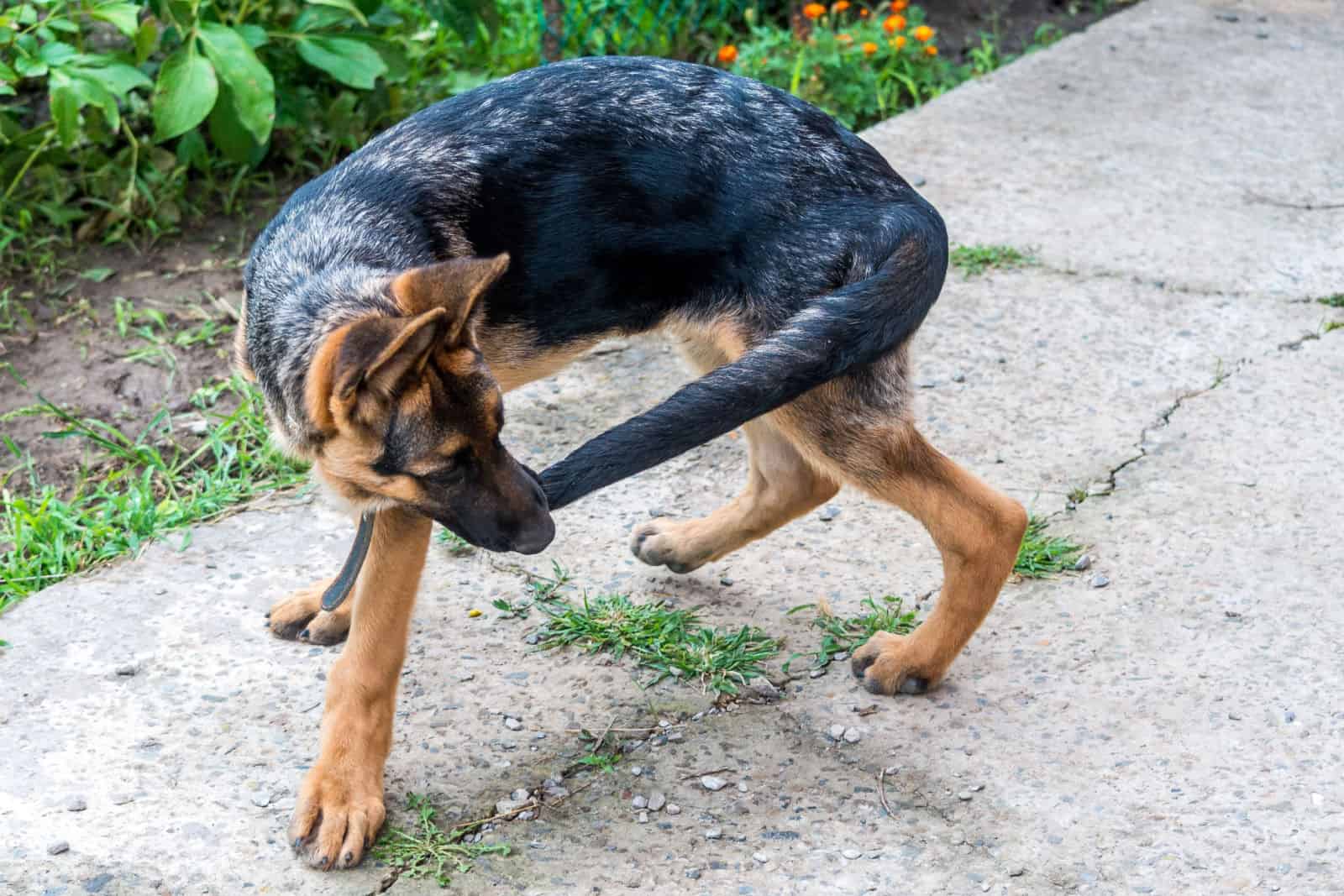 A young German shepherd puppy runs after the tail.