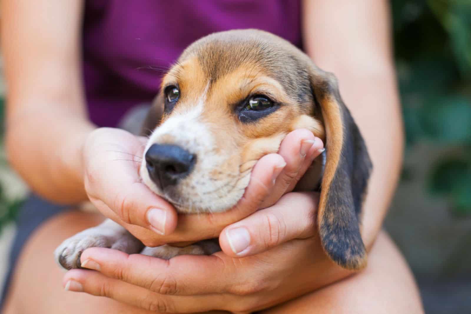 Adorable beagle puppy cuddling with female owner