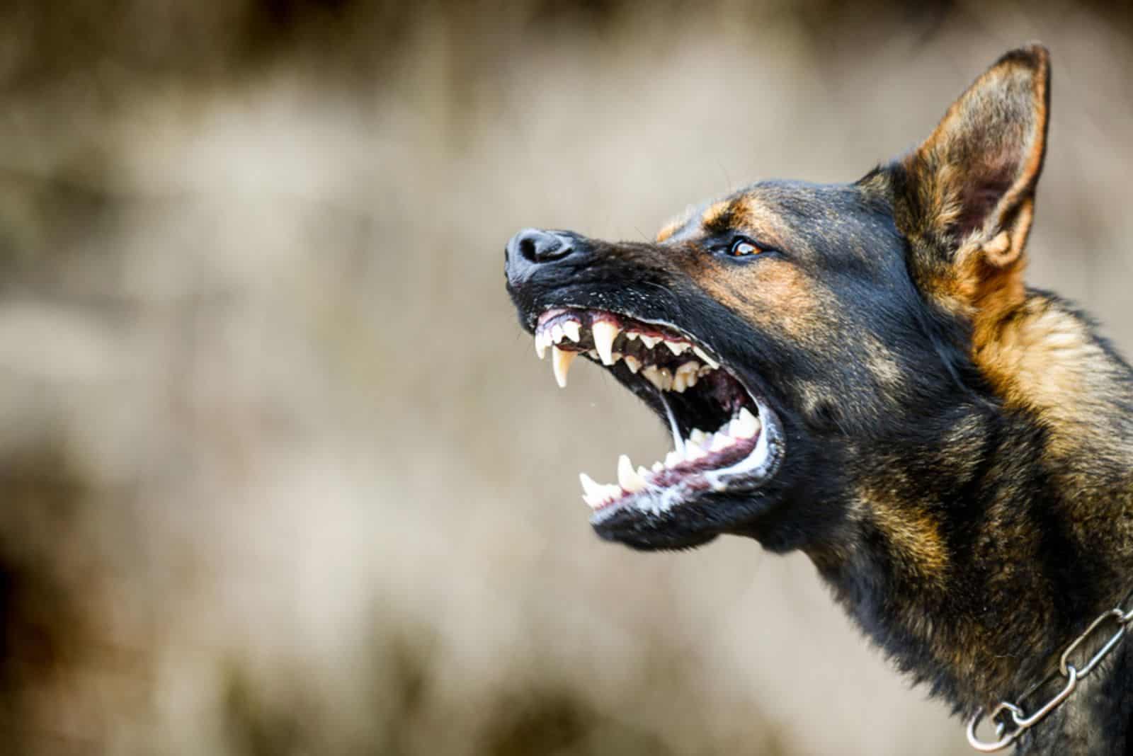 Aggressive dog shows dangerous teeth