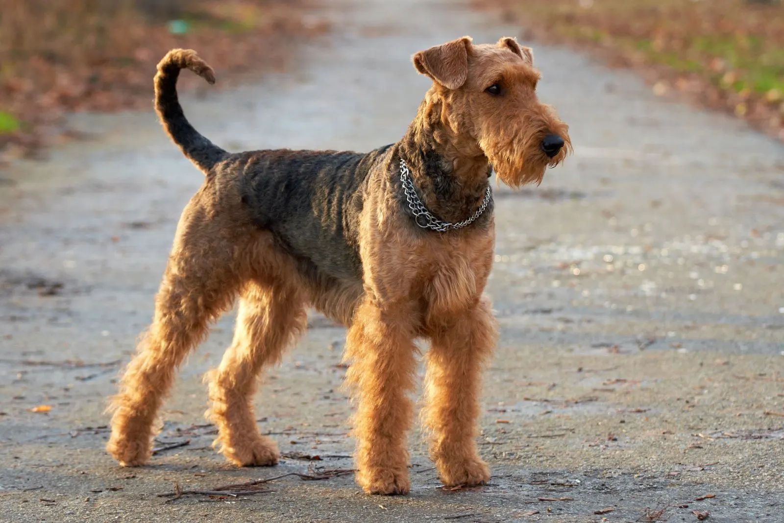 Airedale Terrier standing in the park