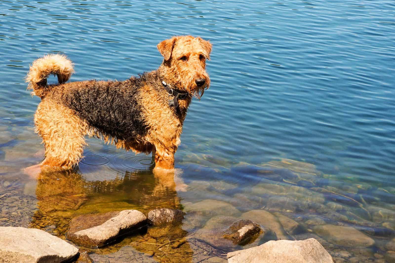 Airedale Terrier standing in water