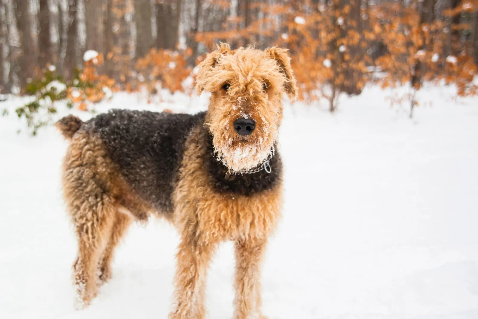 Airedales standing on snow