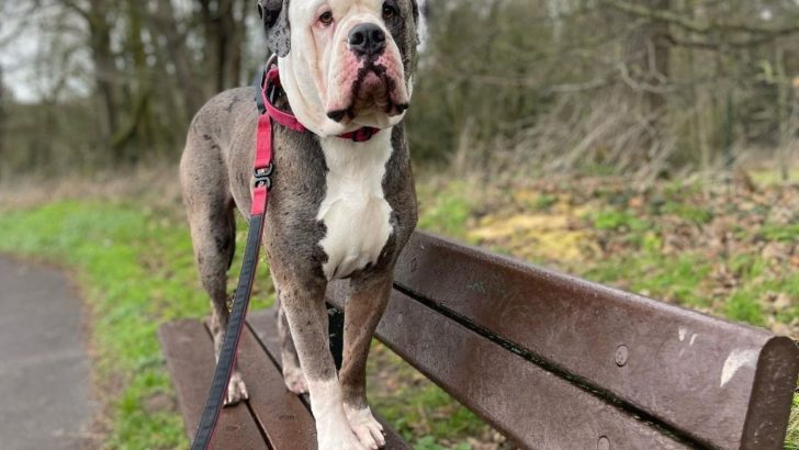 Alapaha Blue Blood Bulldog: Everything You Need To Know