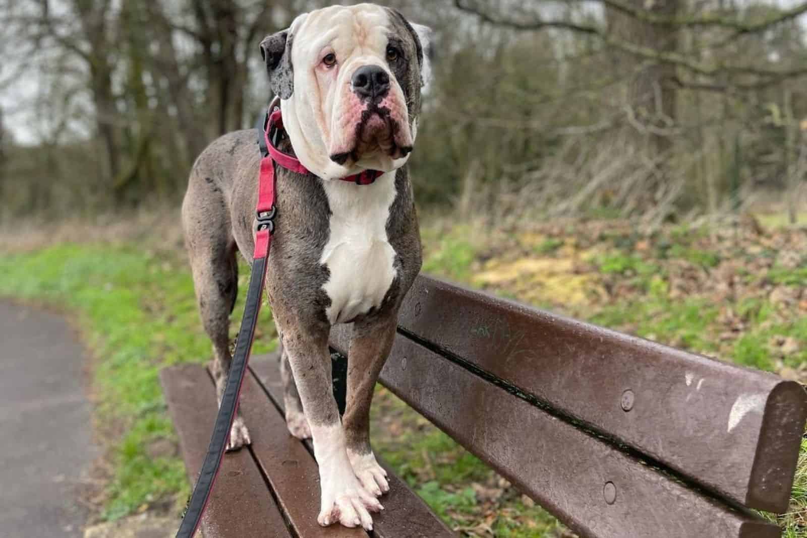 Alapaha Blue Blood Bulldog standing on a bench