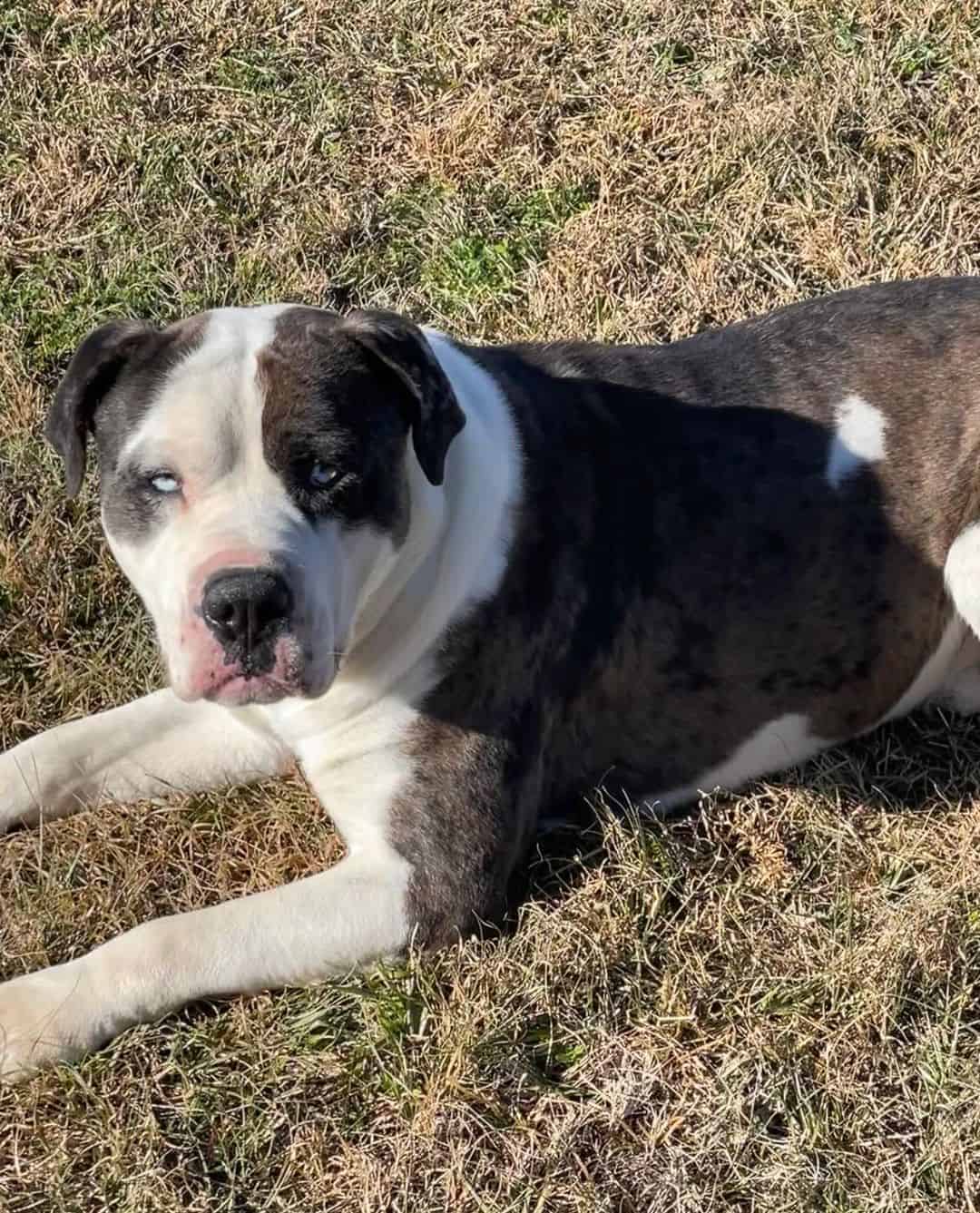 Alapaha Blue Blood Bulldog lying on the grass