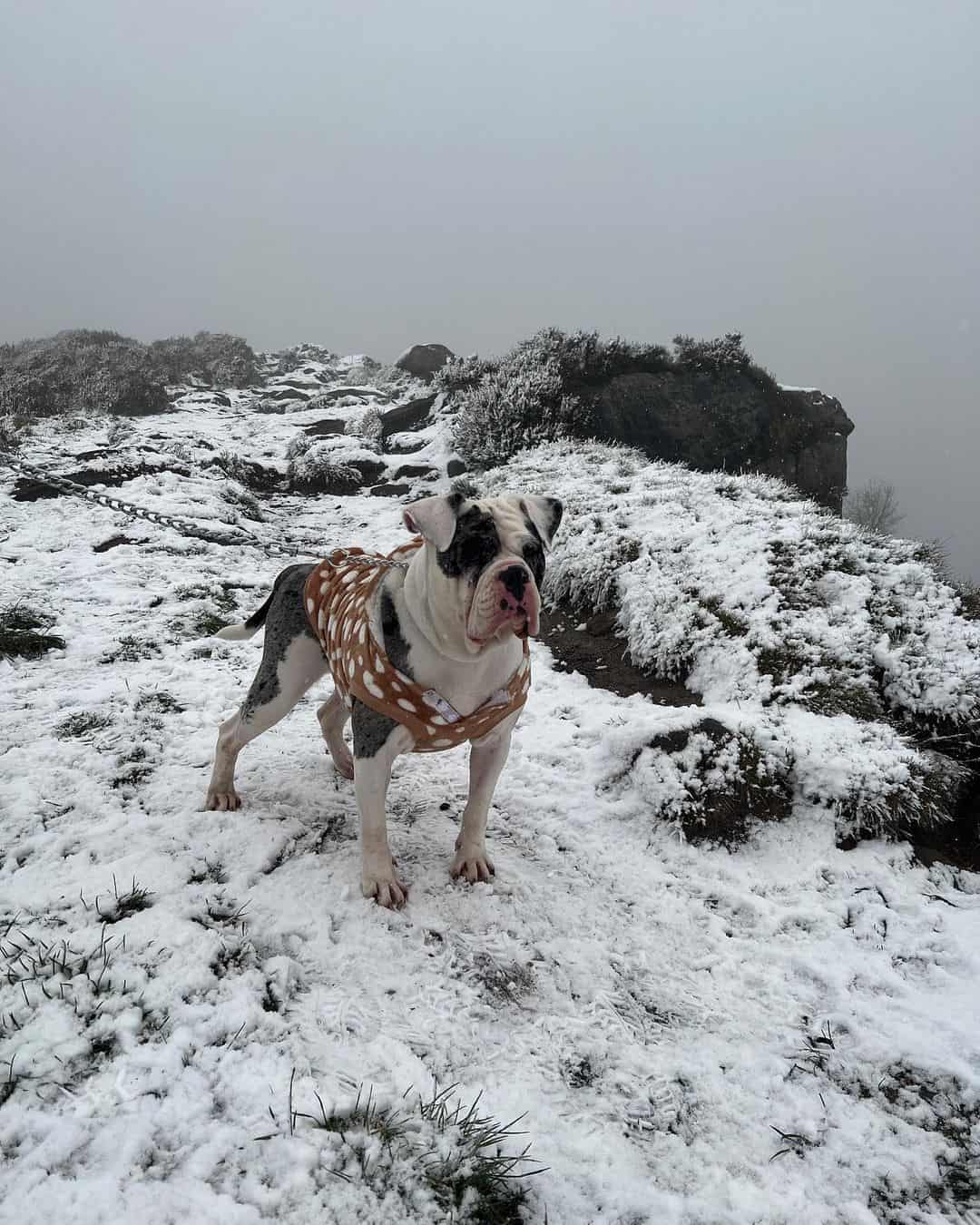 Alapaha Blue Blood Bulldog walking in the snow with a leash