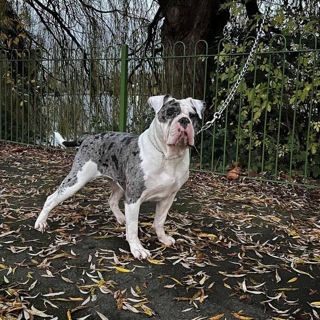 Alapaha Blue Blood Bulldog walks around the park