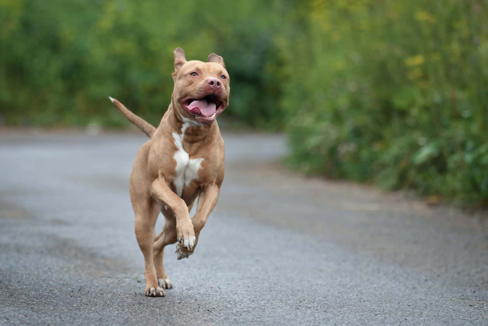 merican Pit Bull Terrier running in the park