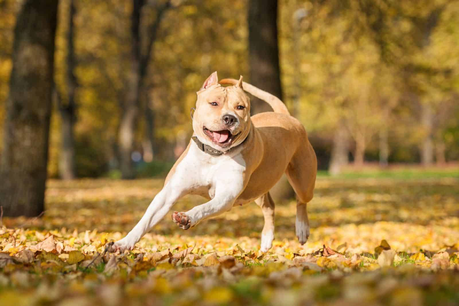 American staffordshire terrier playing in the park in autumn