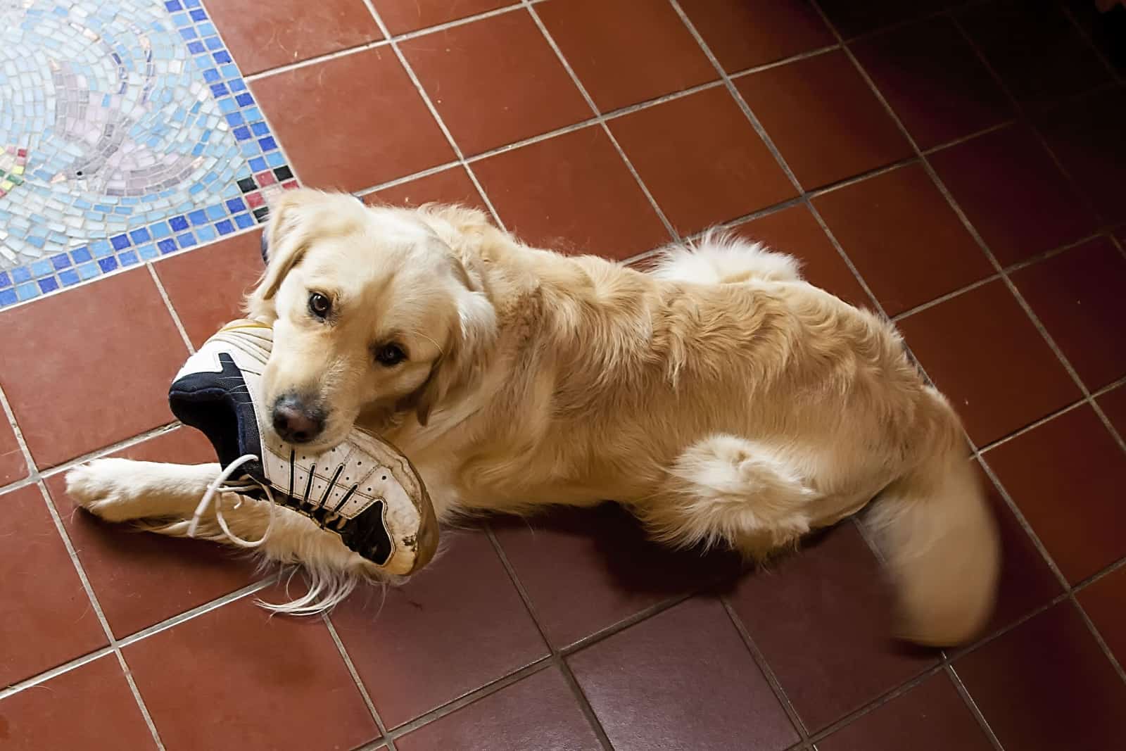 An overhead shot of a golden retriever holding a boot in its mouth